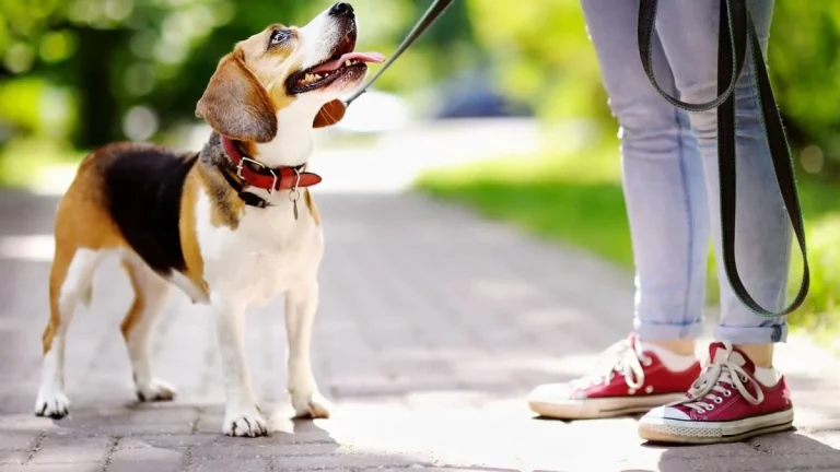 Відповідальність власника собаки, штрафи