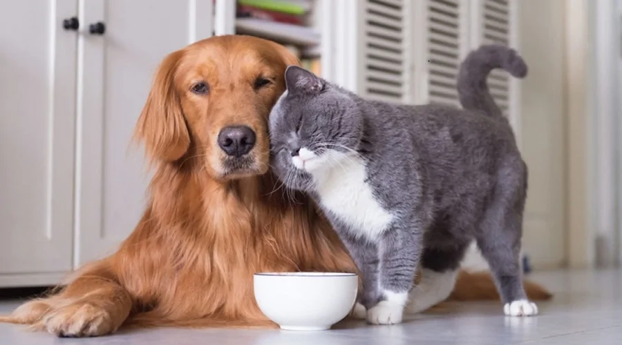 Реєстрація домашніх тварин