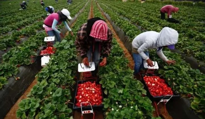 Сезонна робота та її особливості